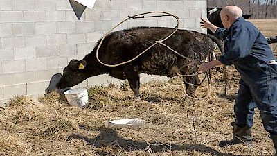 The Incredible Dr. Pol Season 3 Episode 4