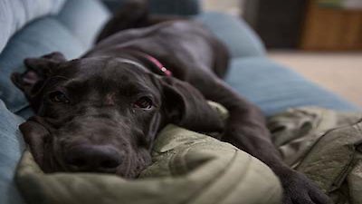 The Incredible Dr. Pol Season 3 Episode 5