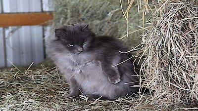 The Incredible Dr. Pol Season 3 Episode 6