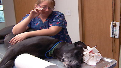 The Incredible Dr. Pol Season 5 Episode 6