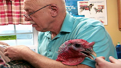 The Incredible Dr. Pol Season 5 Episode 7