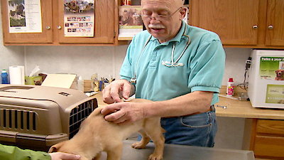 The Incredible Dr. Pol Season 6 Episode 2