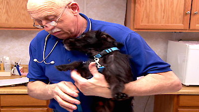 The Incredible Dr. Pol Season 6 Episode 7