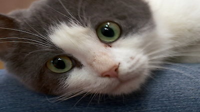 The Incredible Dr. Pol Season 7 Episode 5