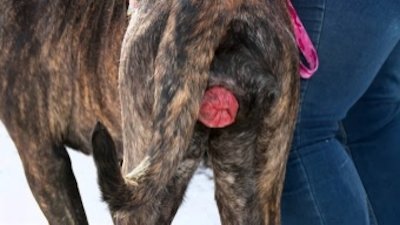 The Incredible Dr. Pol Season 8 Episode 3