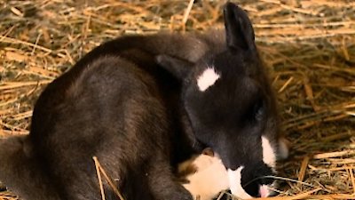 The Incredible Dr. Pol Season 8 Episode 7