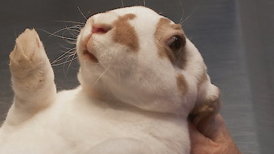 The Incredible Dr. Pol Season 10 Episode 2