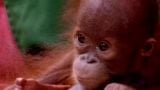 Orangutan: Just Hanging On