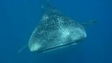 Whale Shark: Gypsy of the Deep