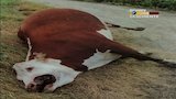 Cattle Mutilations
