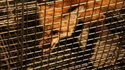 Call of the Wildman Season 1 Episode 6