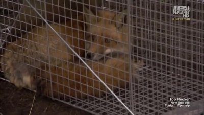 Call of the Wildman Season 3 Episode 9