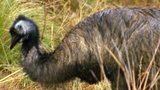 Emus: Curious Companions