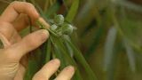 Wild Tucker Australia's Indigenous Foods