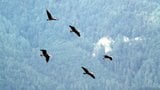 The Flight of the Bald Ibis