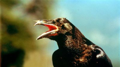 ORF Universum Documentaries Season 1 Episode 54