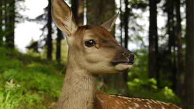 ORF Universum Documentaries Season 1 Episode 55