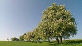 	 Trees of Tempting Fruit