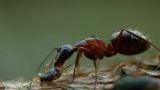 Ants - Natures Secret Power