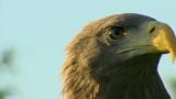 Saga of the White Tailed Eagle