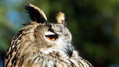 ORF Universum Documentaries Season 1 Episode 58