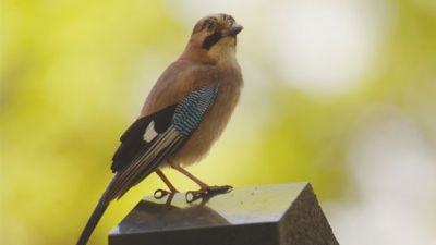 ORF Universum Documentaries Season 1 Episode 68