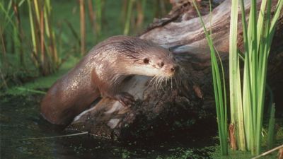 ORF Universum Documentaries Season 1 Episode 62