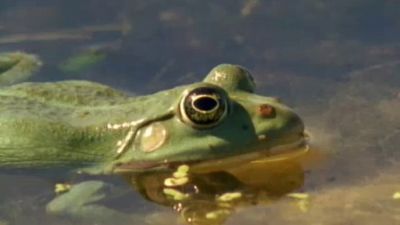 ORF Universum Documentaries Season 1 Episode 65