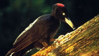 ORF Universum Documentaries Season 1 Episode 64