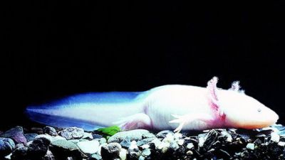 ORF Universum Documentaries Season 1 Episode 70