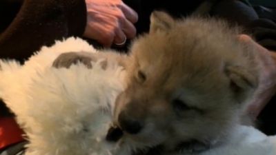 ORF Universum Documentaries Season 1 Episode 73