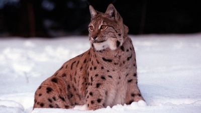 ORF Universum Documentaries Season 1 Episode 72