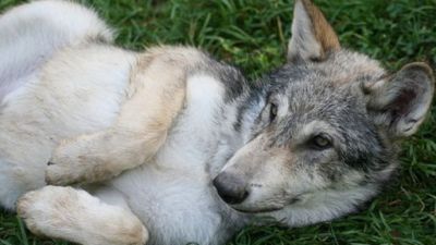 ORF Universum Documentaries Season 1 Episode 74