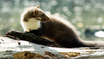 ORF Universum Documentaries Season 1 Episode 78