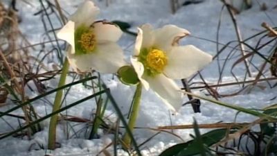 ORF Universum Documentaries Season 1 Episode 82