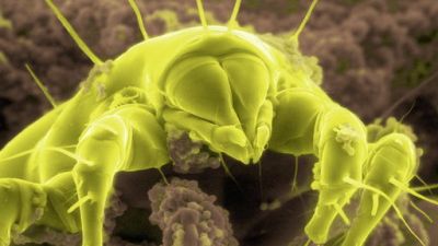 ORF Universum Documentaries Season 1 Episode 81