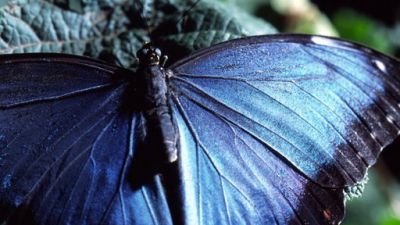 ORF Universum Documentaries Season 1 Episode 88