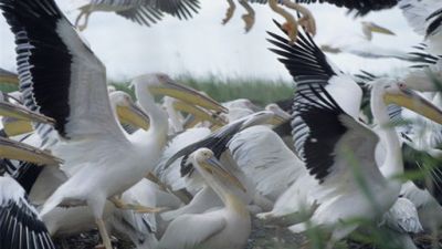 ORF Universum Documentaries Season 1 Episode 90