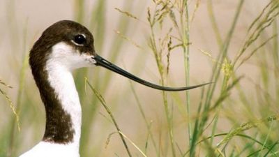 ORF Universum Documentaries Season 1 Episode 89