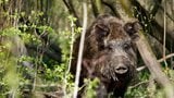 Secrets of the Flooded Forest: Danube National Park