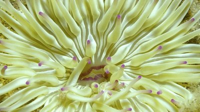 ORF Universum Documentaries Season 1 Episode 93