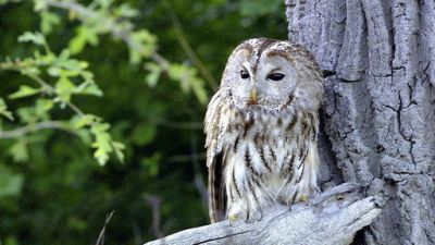 ORF Universum Documentaries Season 1 Episode 91