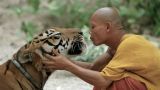 Tiger and Monk