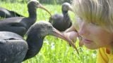 Return of the Bald Ibis