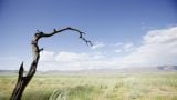 Mystery of the Fairy Circles