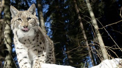 ORF Universum Documentaries Season 1 Episode 102