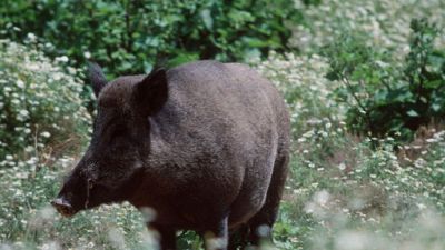 ORF Universum Documentaries Season 1 Episode 103