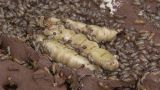 Termites  Natures Big Builders