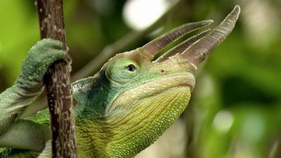 ORF Universum Documentaries Season 1 Episode 110