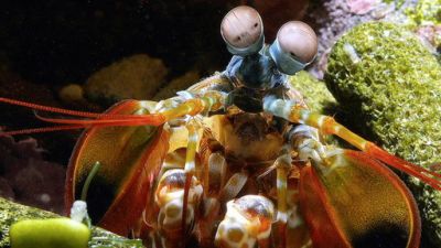 ORF Universum Documentaries Season 1 Episode 109